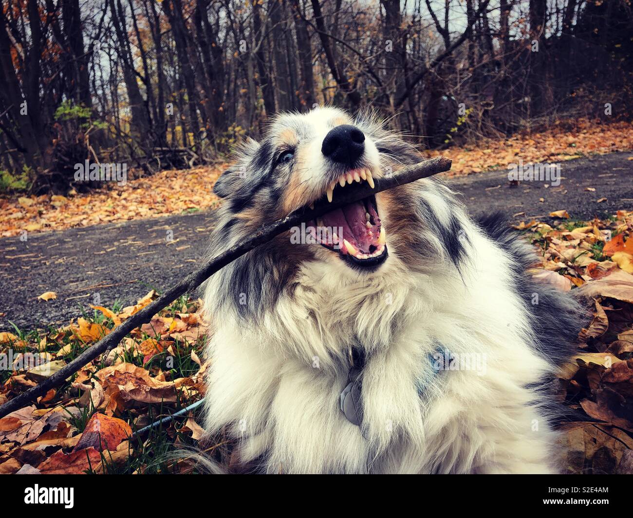 Our family sheltie dog playing with a stick on a cold fall day - Smartphone Captured Stock Image