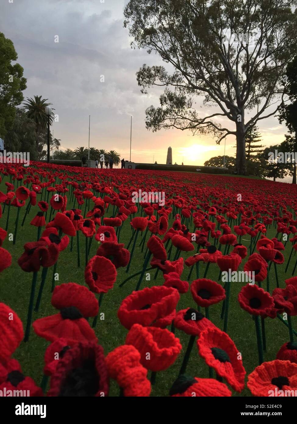 Poppies Remembrance Day Perth Western Australia Stock Photo Alamy
