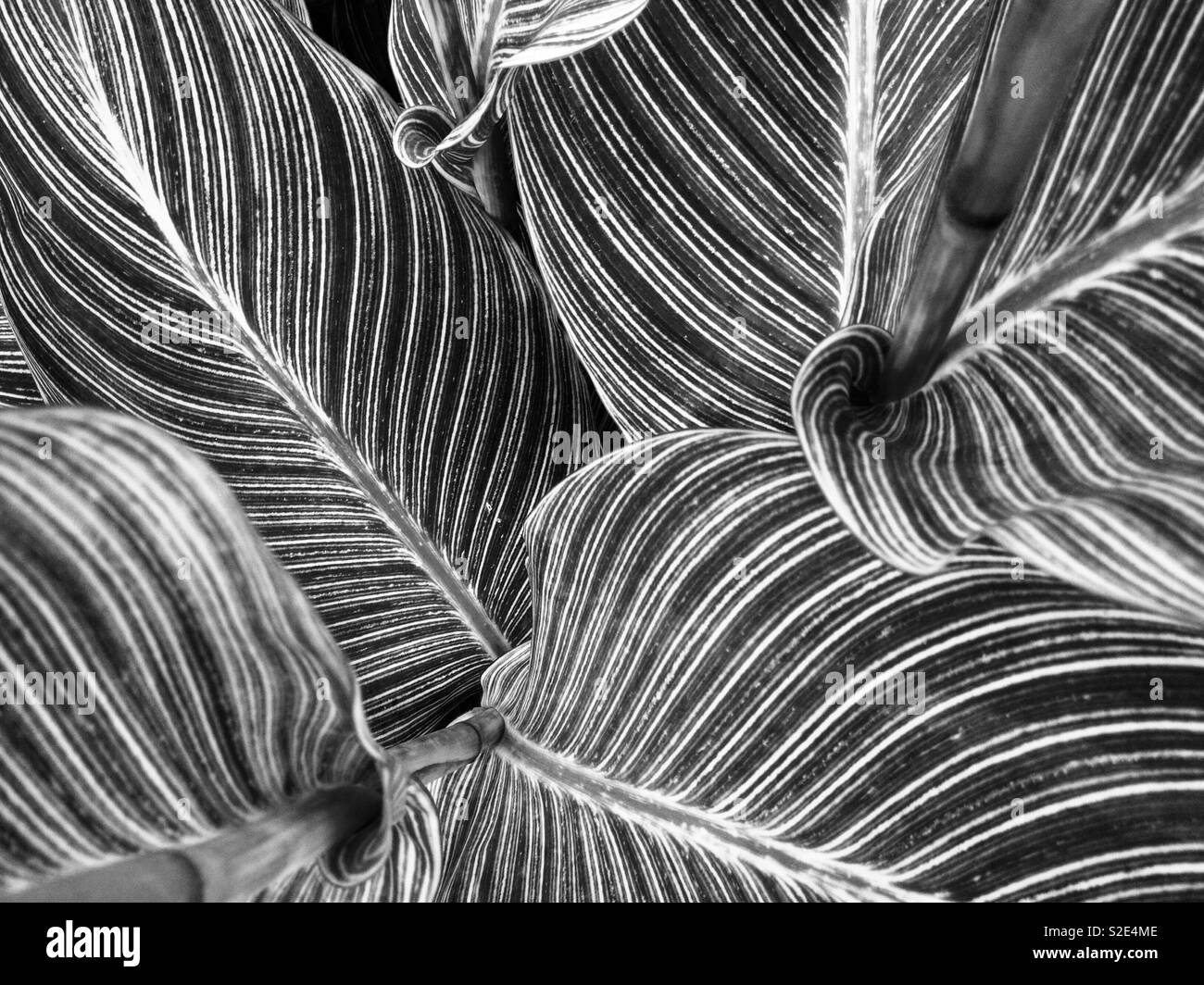 leaf-pattern-stock-photo-alamy