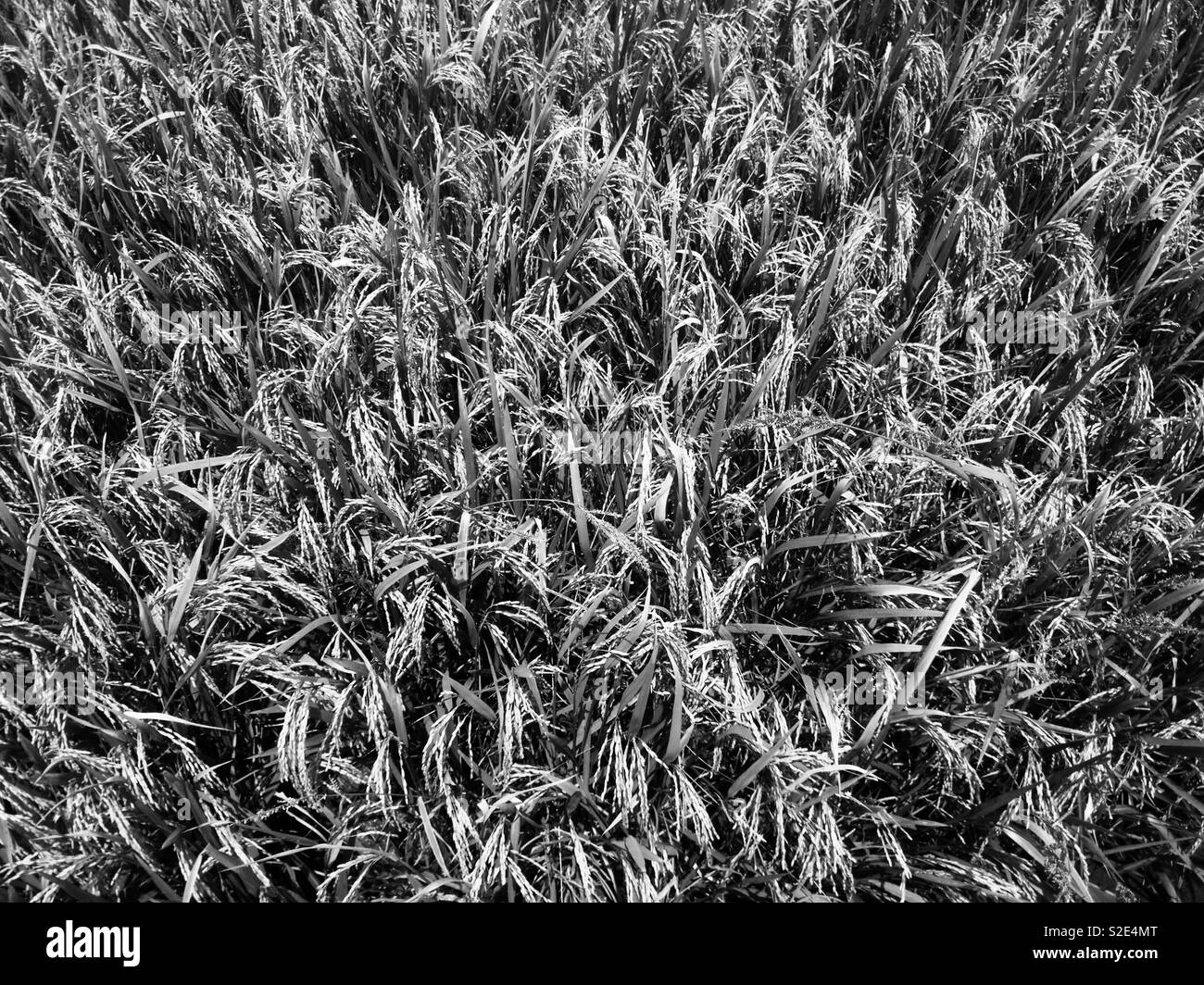 Rice field pattern Stock Photo Alamy