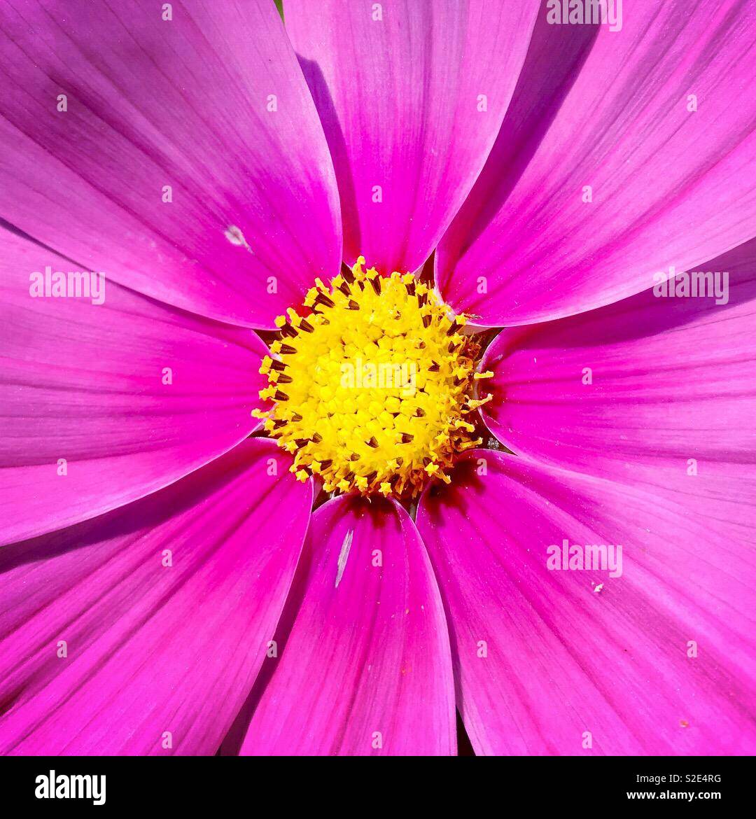 Zoom flower zoom hires stock photography and images Alamy