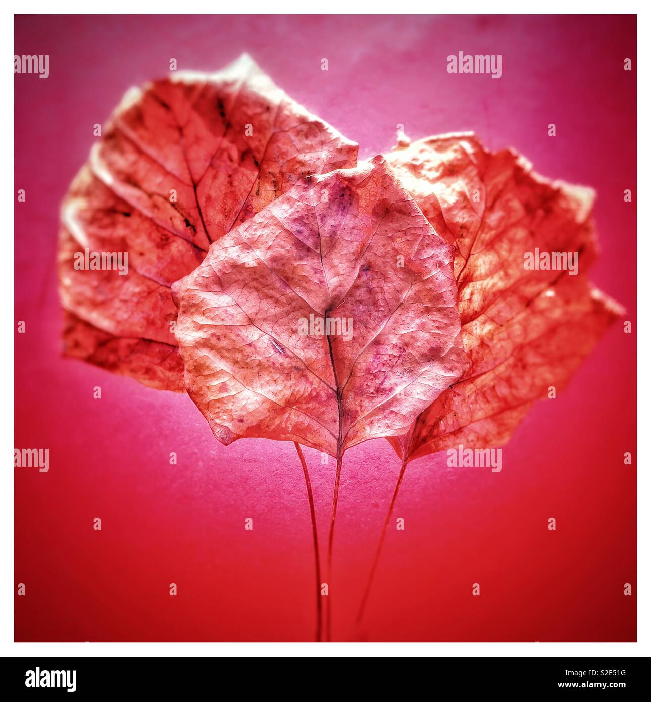 Brittle leaves hires stock photography and images Alamy