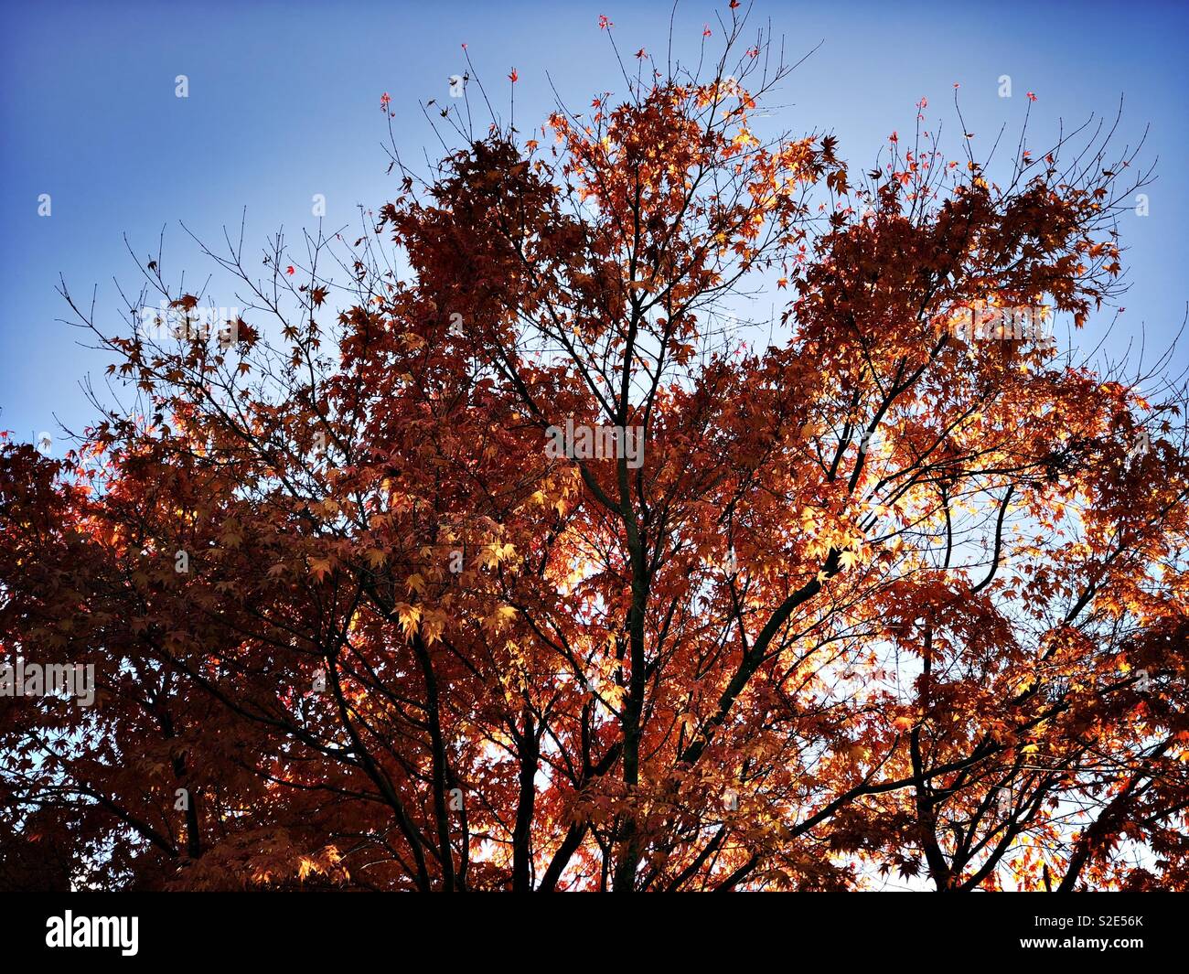 Red tree in sunlight - Smartphone Captured Stock Image