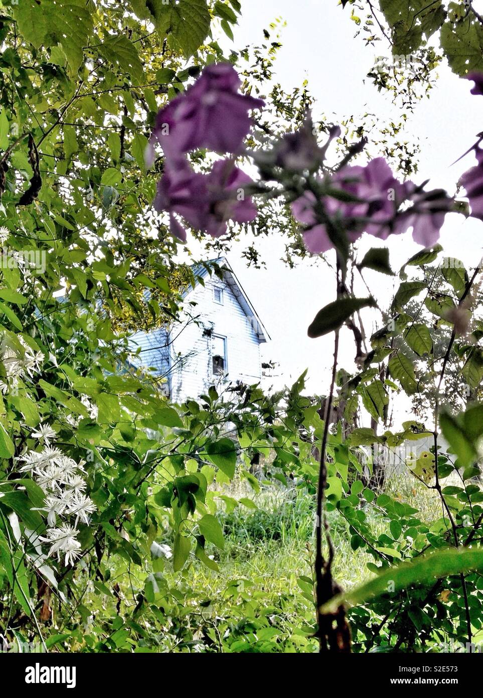Phlox and white farmhouse - Smartphone Captured Stock Image