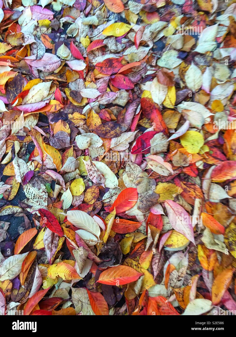 Fallen autumn leaves - Smartphone Captured Stock Image