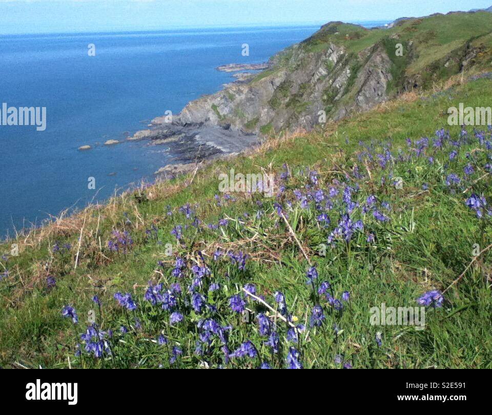 North Devon coast beyond a hillside of bluebells. Stock Photo