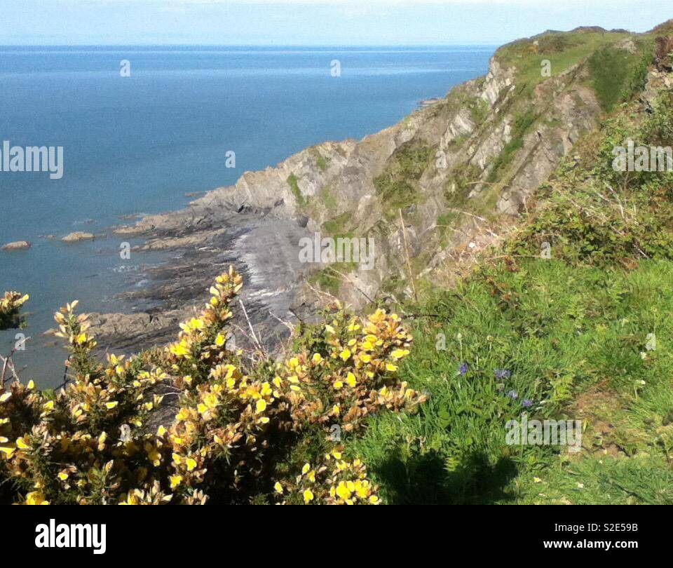 “Colins cove” North Devon, from 250 feet above sea level through the yellow flowing gorse in springtime Stock Photo