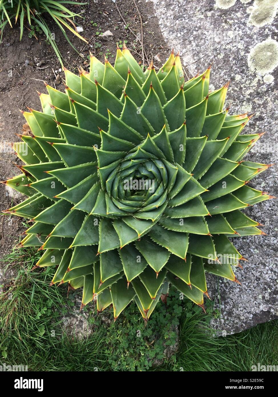 Nature’s “golden ratio” cactus plant Stock Photo