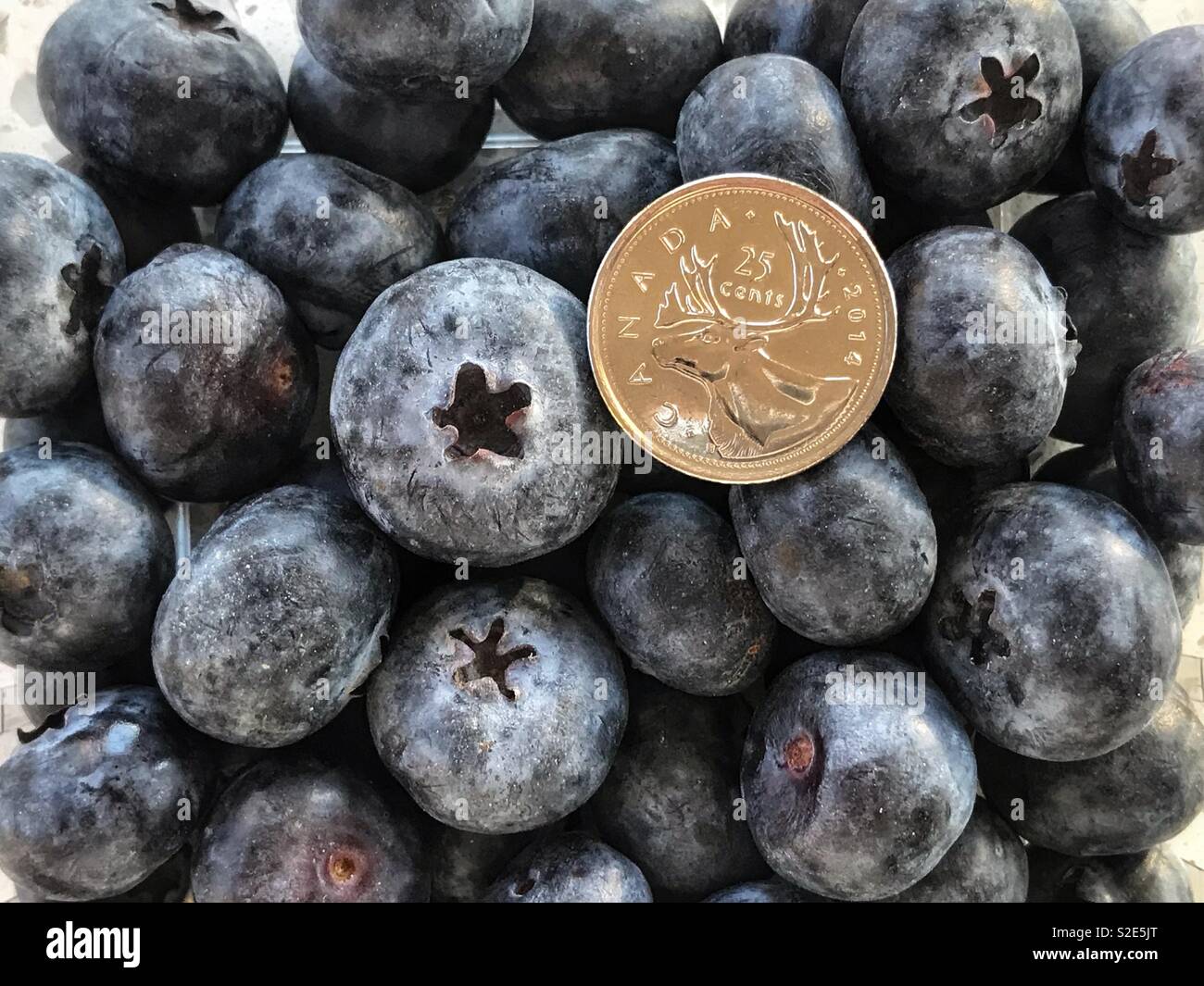 Large blueberries with a Canadian quarter for scale. Stock Photo