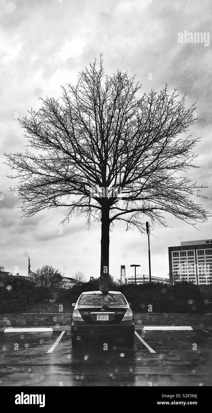 Tree growing car hi-res stock photography and images - Alamy
