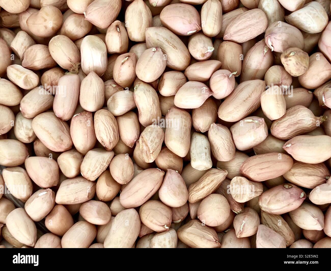 Seed of peanut Stock Photo Alamy