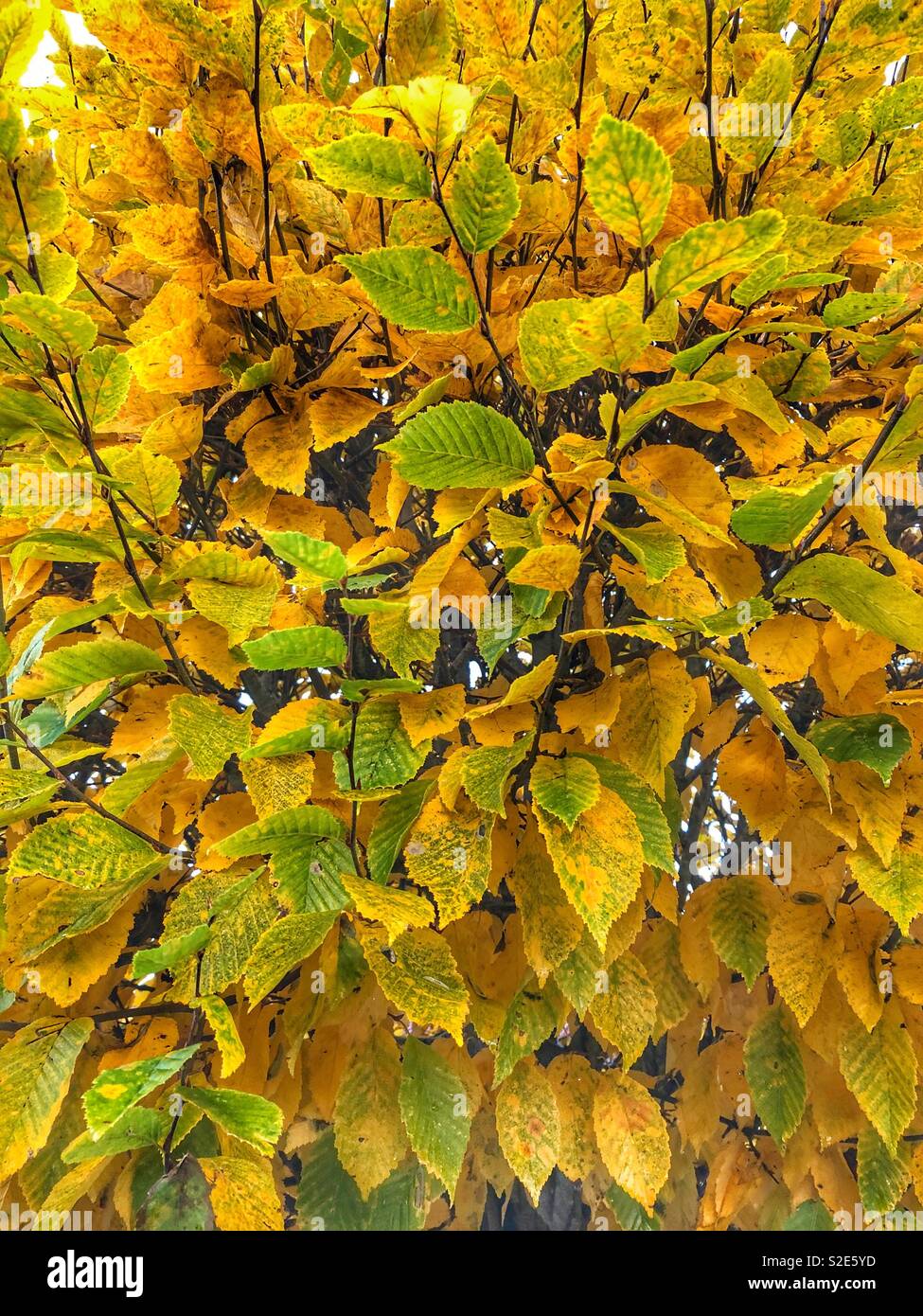Autumn leaves on tree Stock Photo