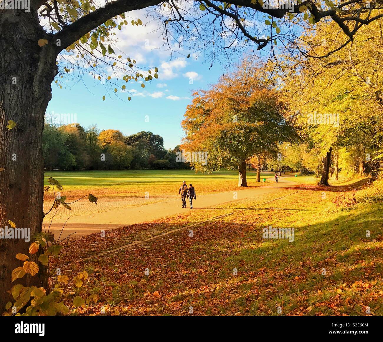Autumn stroll in parkland - Smartphone Captured Stock Image