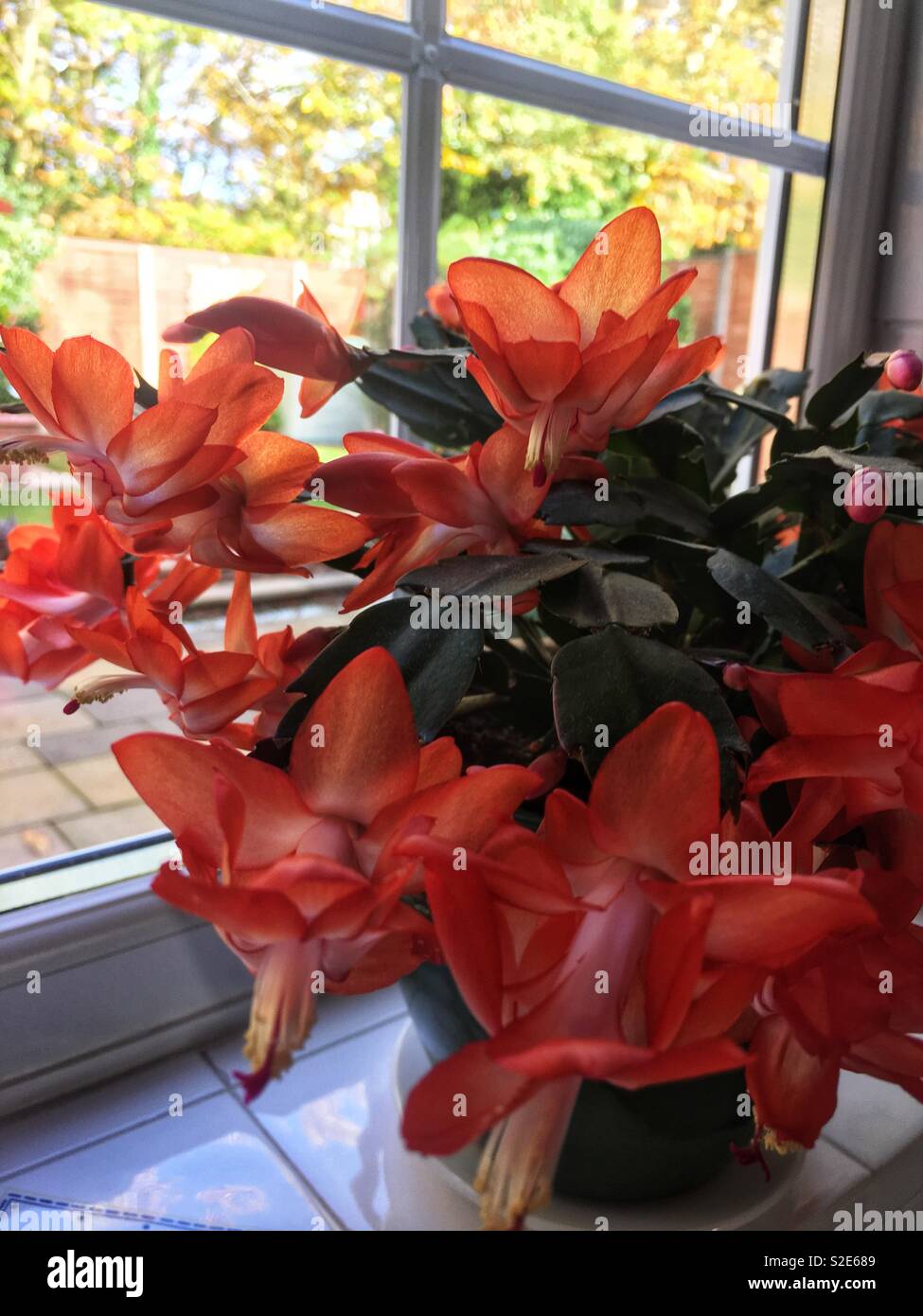 Christmas Cactus on a window sill Stock Photo - Alamy
