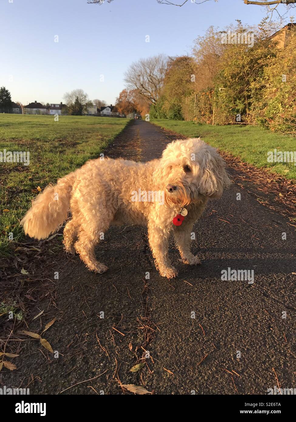 Apricot Coat Stock Photos Apricot Coat Stock Images Alamy