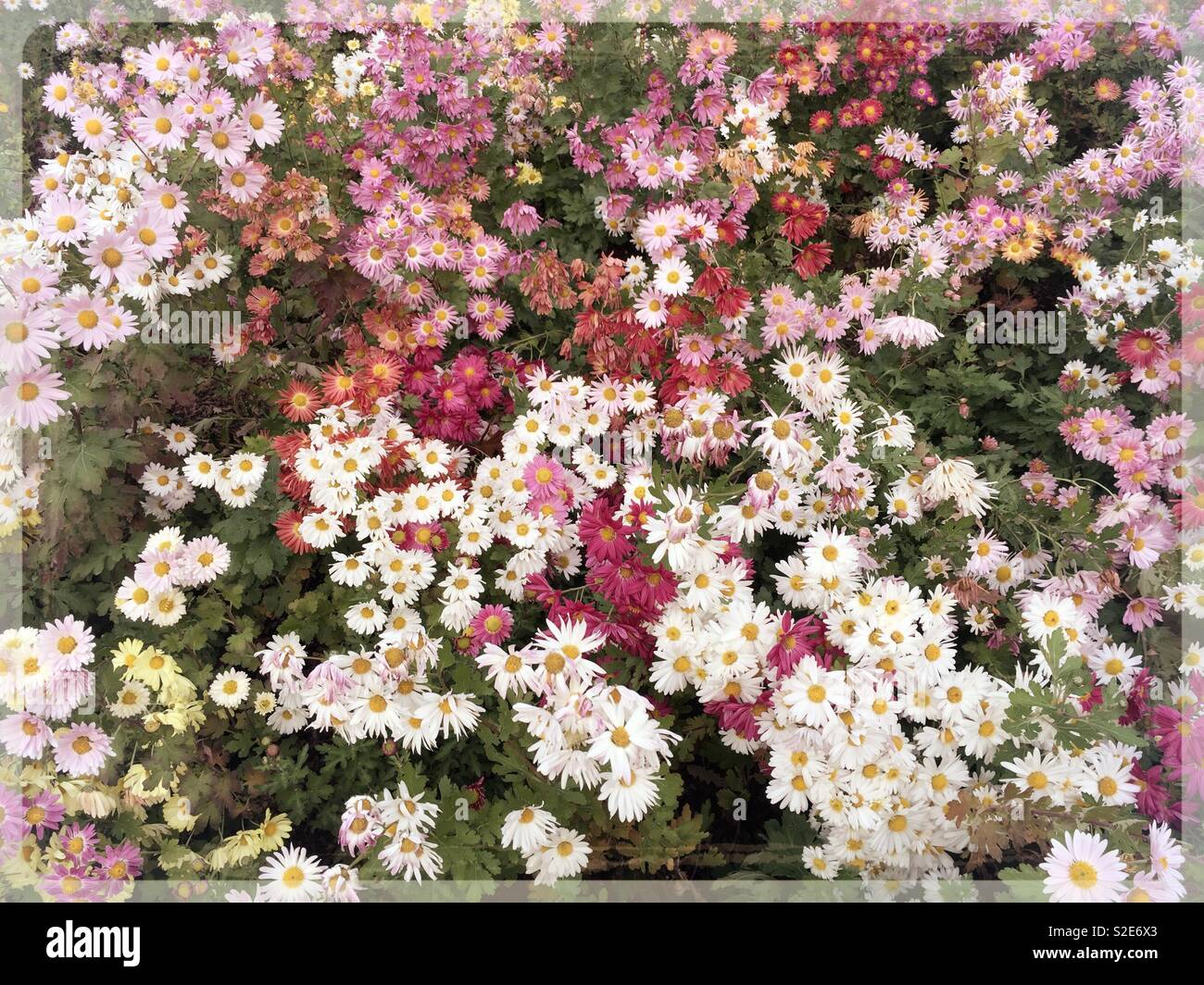 A bright field of Korean mums in the conservatory garden, Central Park, NYC, USA - Smartphone Captured Stock Image