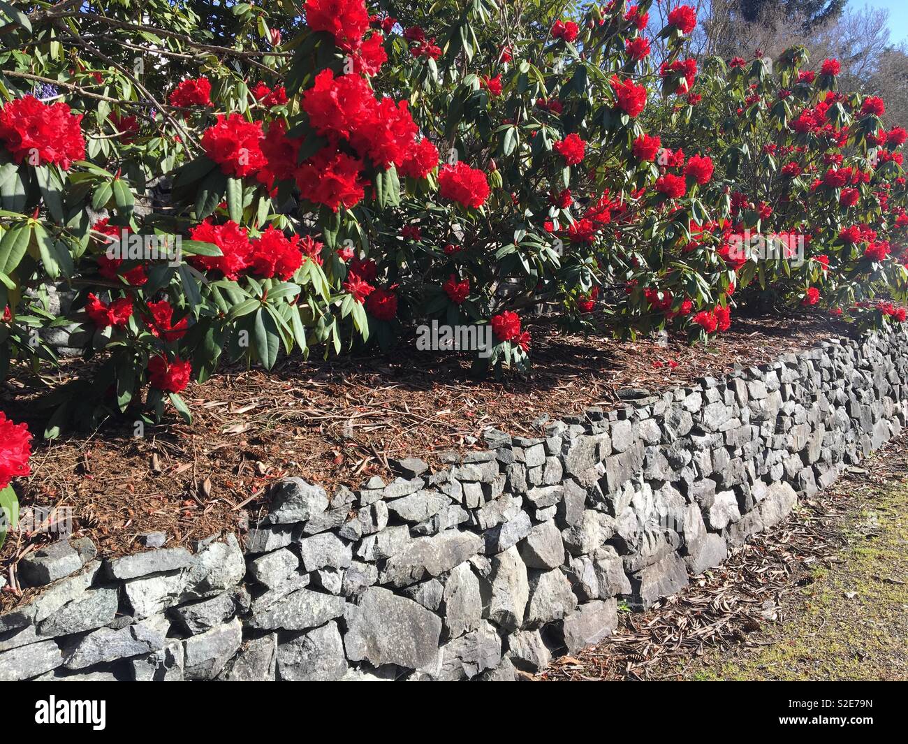 Flowers above stone wall Stock Photo - Alamy