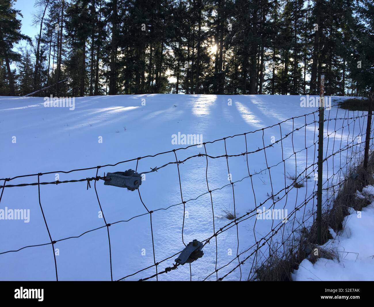 Fenced forest Stock Photo
