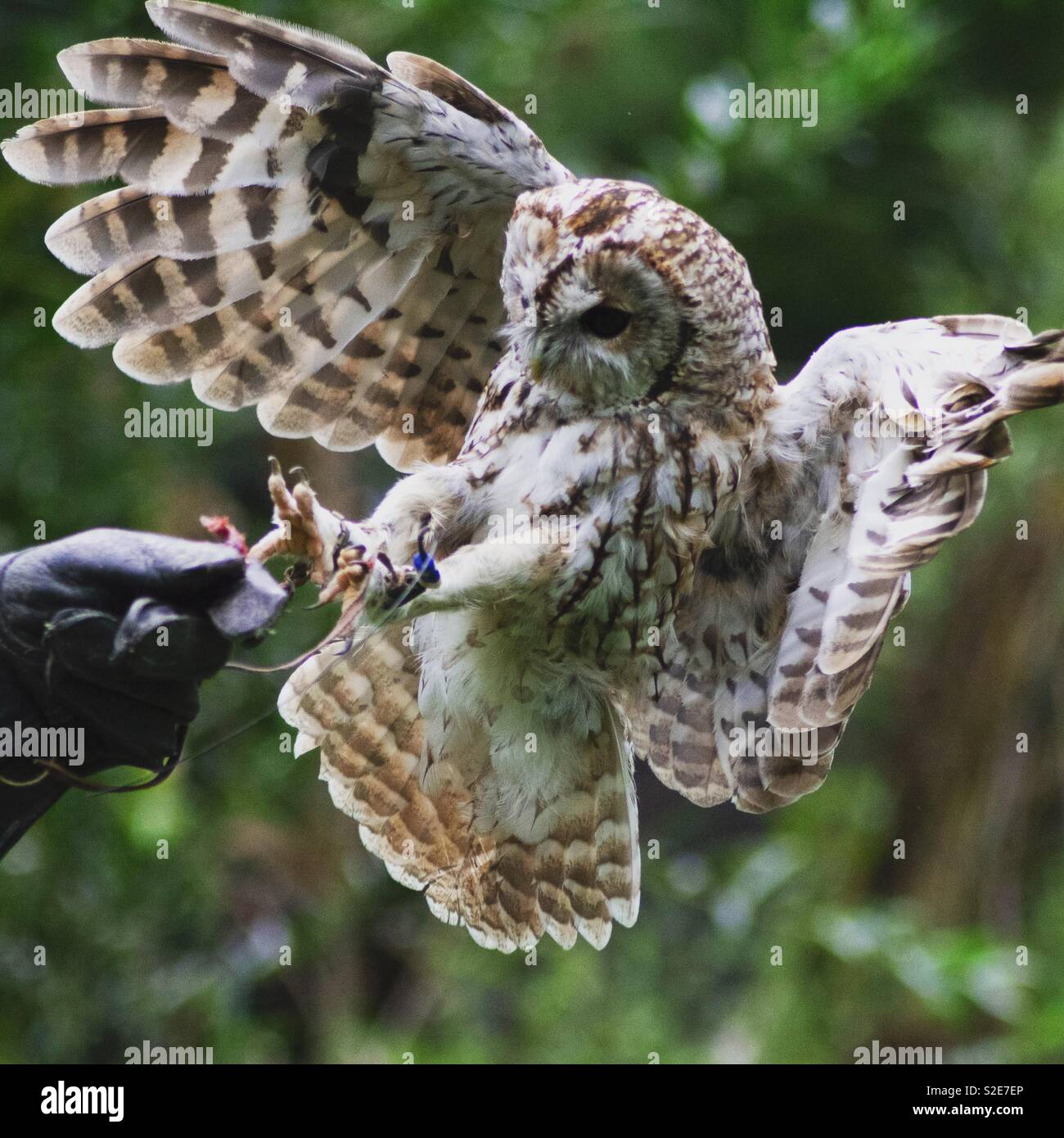 Owl catching its prey Stock Photo
