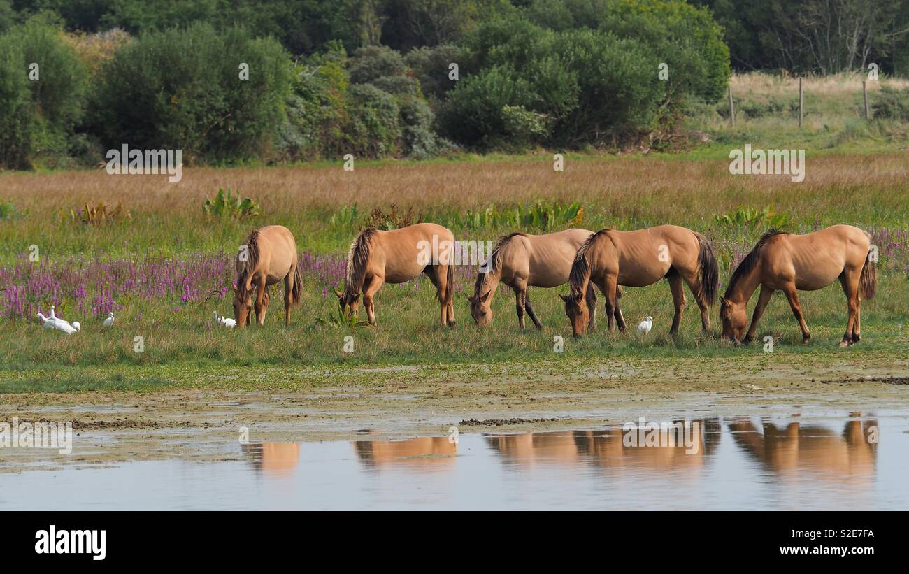 Group of wild horses grazing near a pond - Smartphone Captured Stock Image