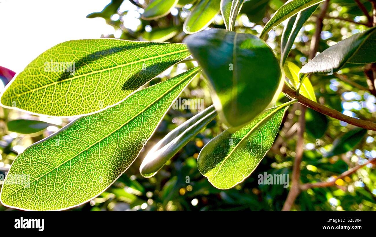 Leaves glowing in the sun hi-res stock photography and images - Alamy