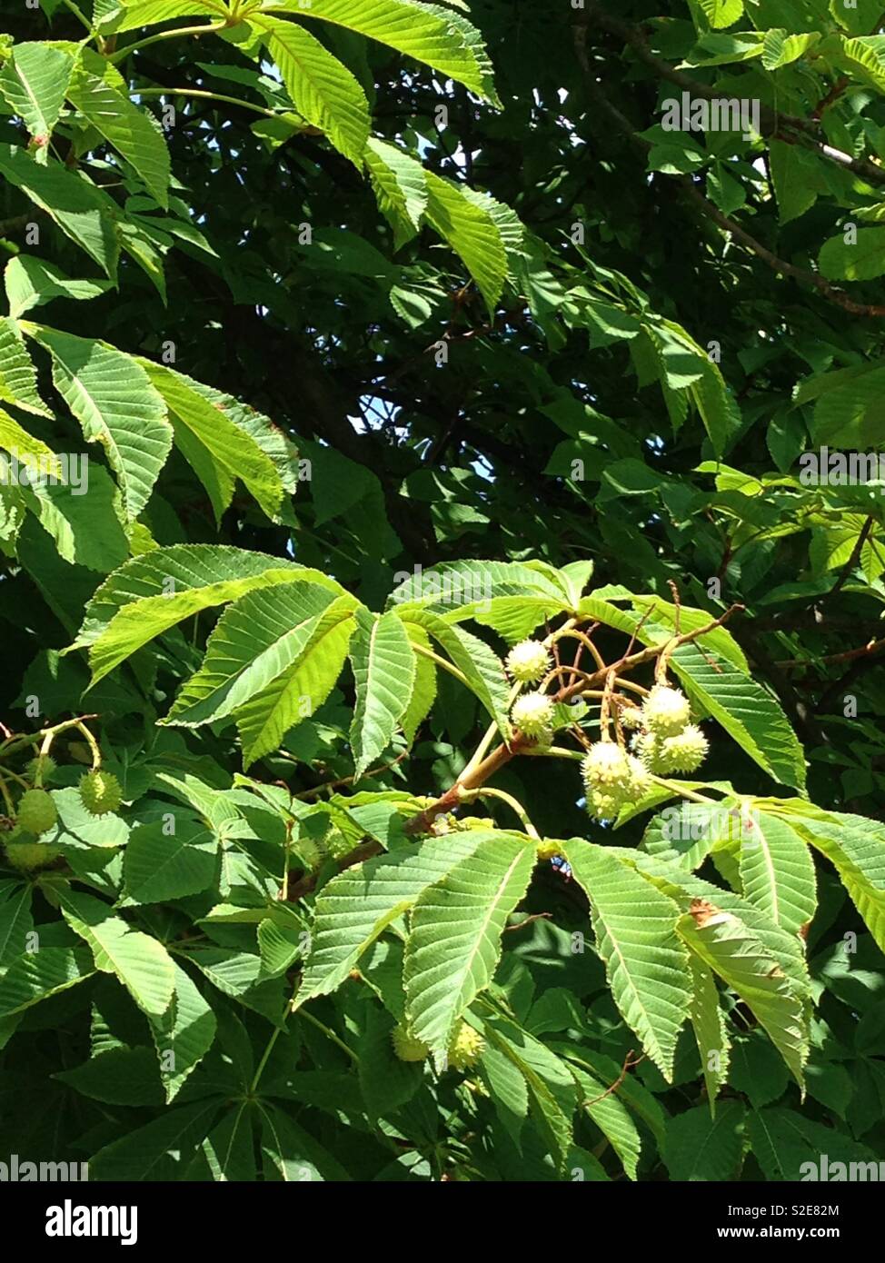 Chestnut tree, with leaf and spiky fruit shell detail, green foliage in sunlight Stock Photo