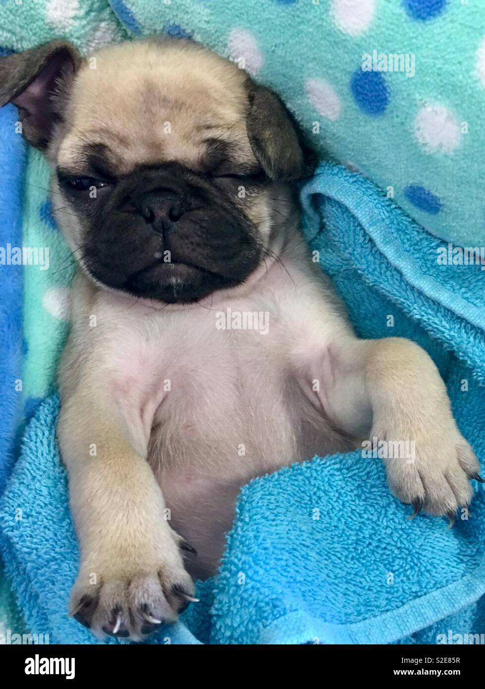 Sleepy Pug puppy Stock Photo - Alamy