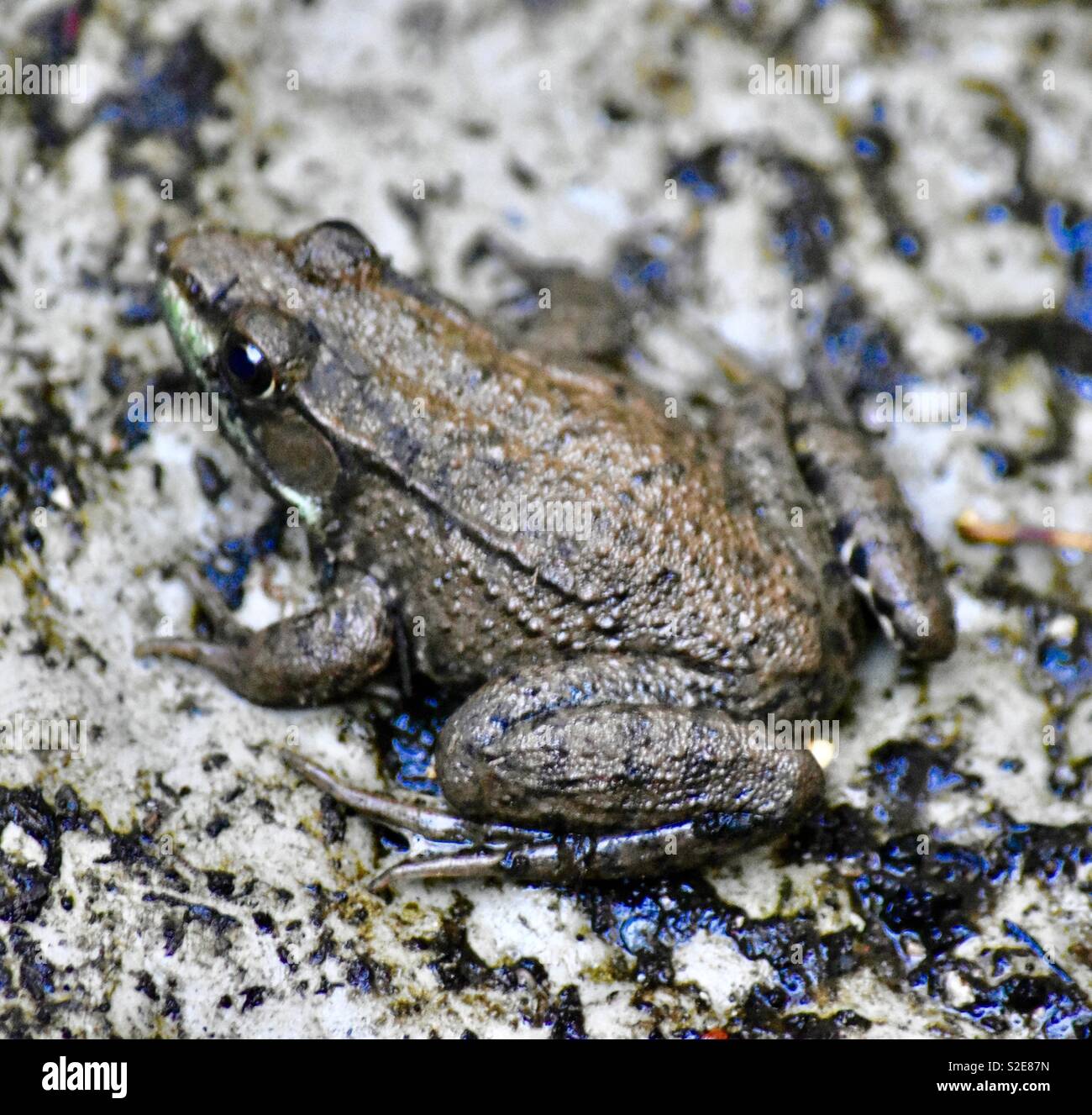 Frog - Smartphone Captured Stock Image
