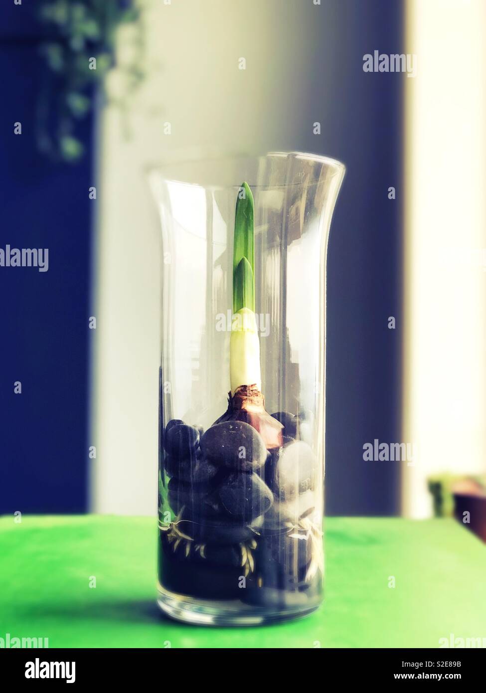 A Paperwhite Flower Bulb Growing In A Glass Vase Stock Photo