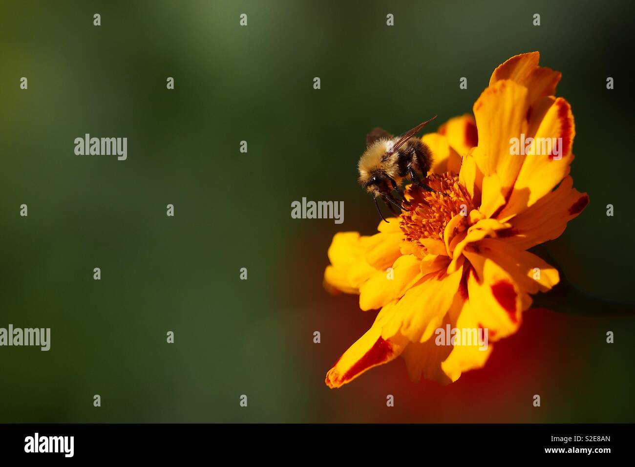 Bee on bright colorful flower in search of pollen - Smartphone Captured Stock Image