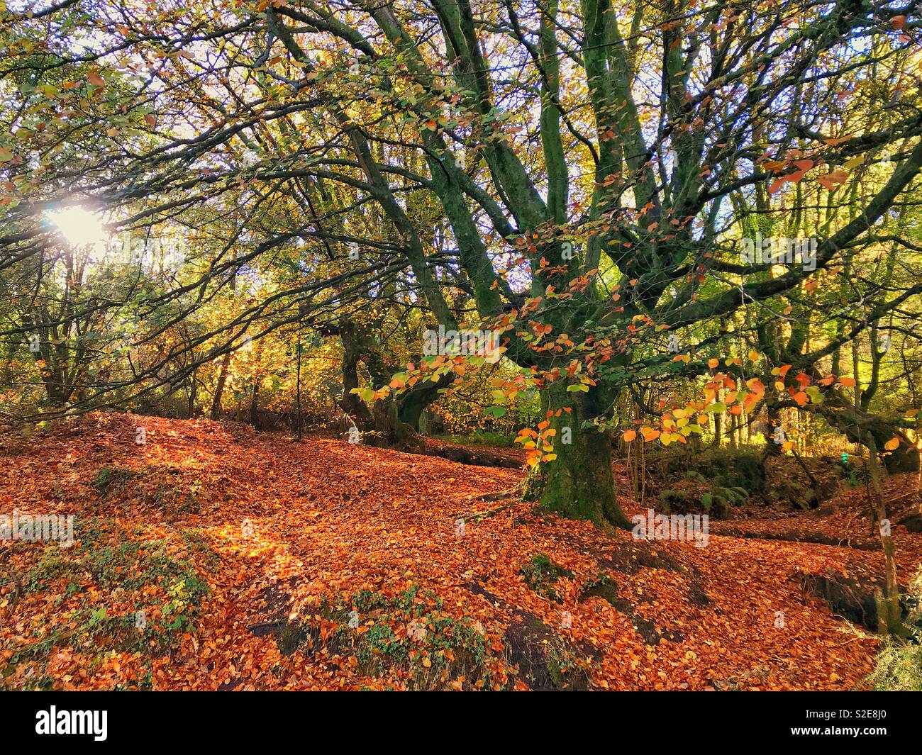 Autumn woods - Smartphone Captured Stock Image Autumn woods - Smartphone Captured Stock Image