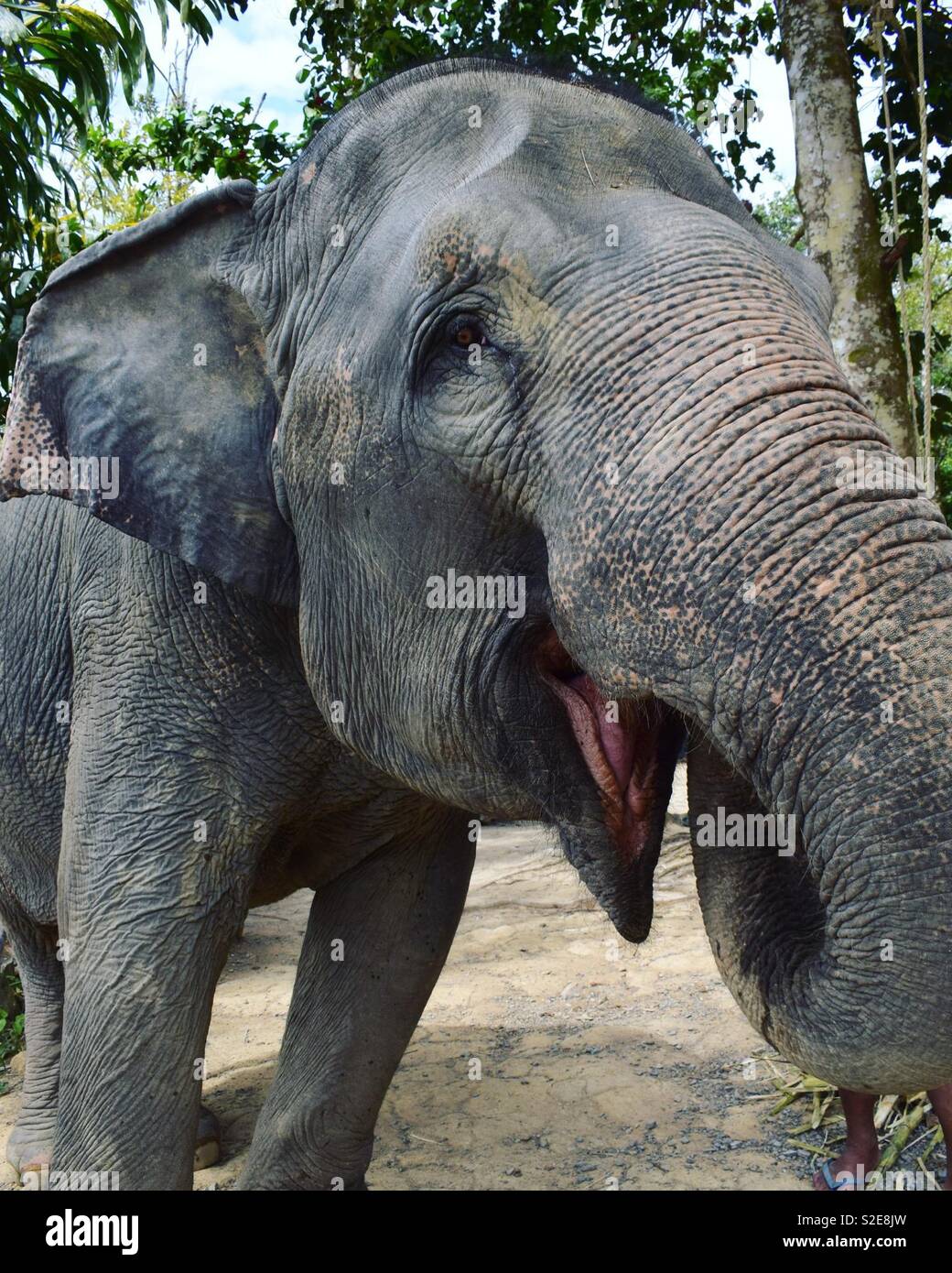 Elephant sanctuary in Phuket, Thailand. Stock Photo