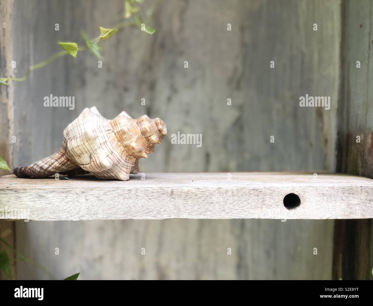 Seashell shelf hi-res stock photography and images - Alamy