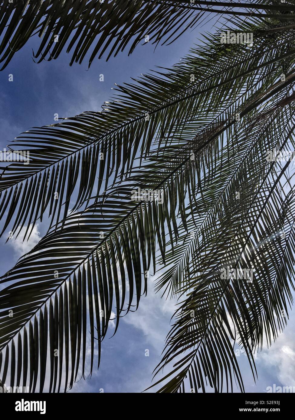 Palm tree leaves Stock Photo Alamy