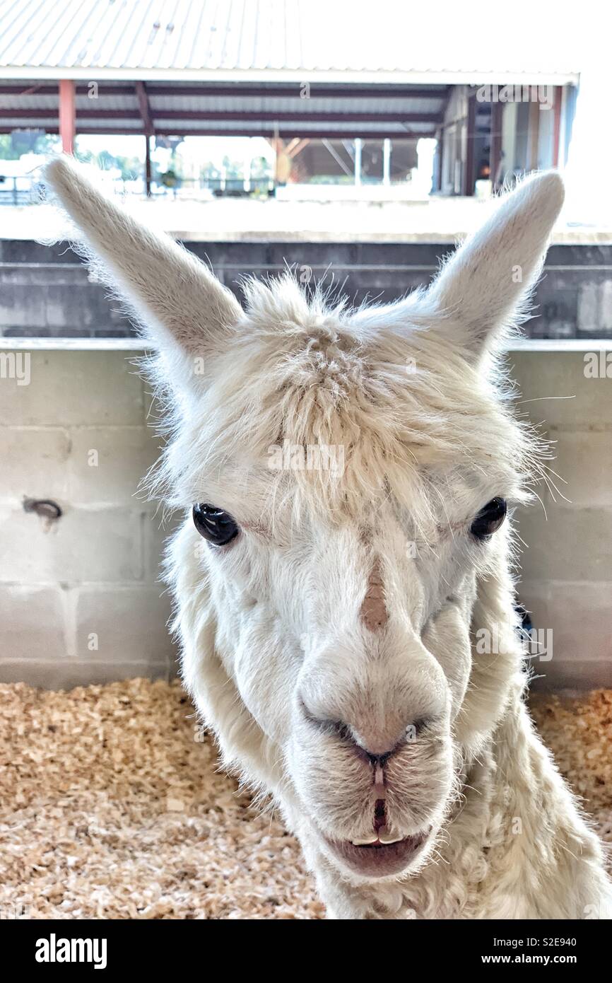 White alpaca (Vicugna pacos) looking at the camera at the country fair. Stock Photo