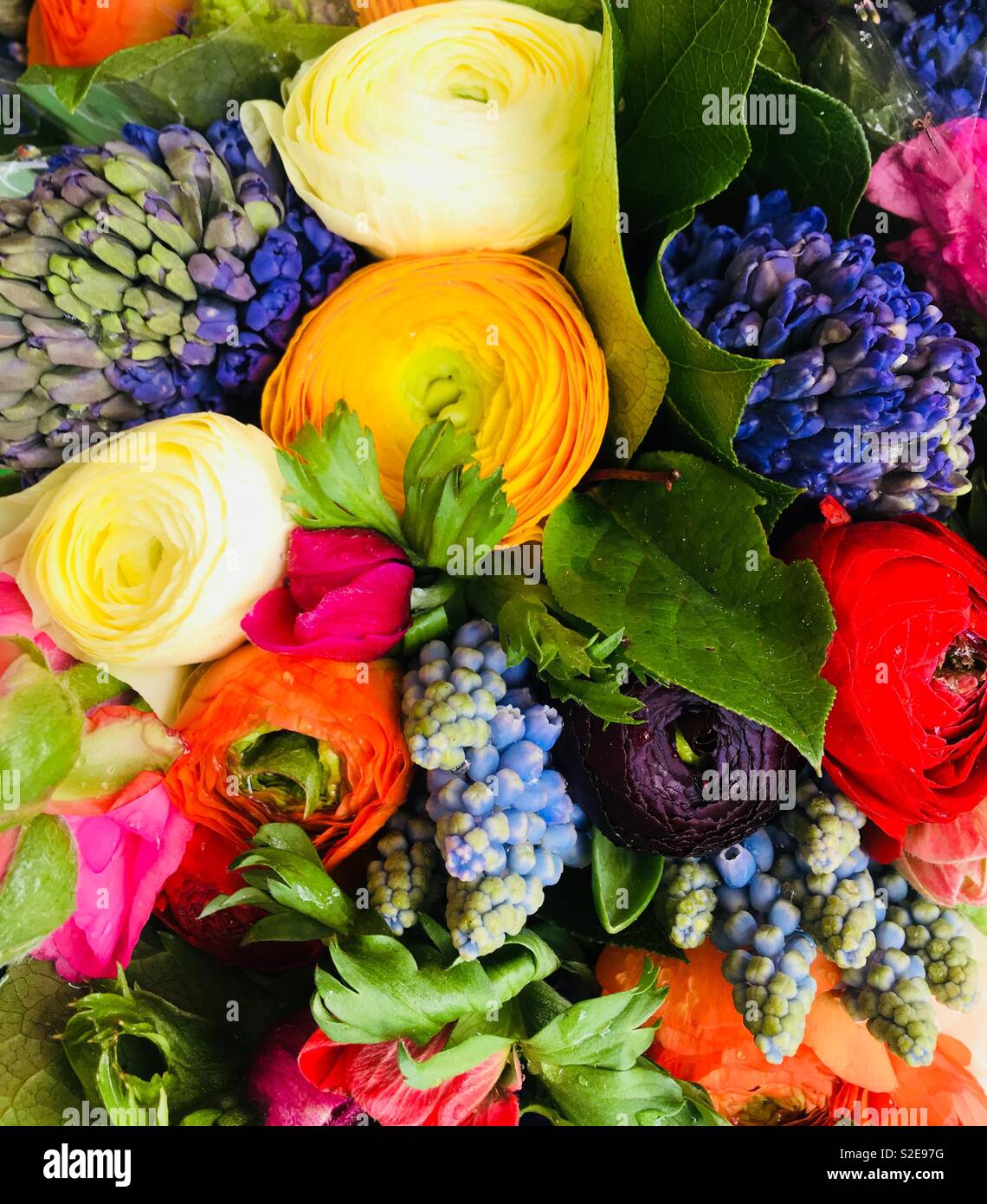 Vivid flowers, Janskerk flower market, Utrecht, Netherlands Stock Photo
