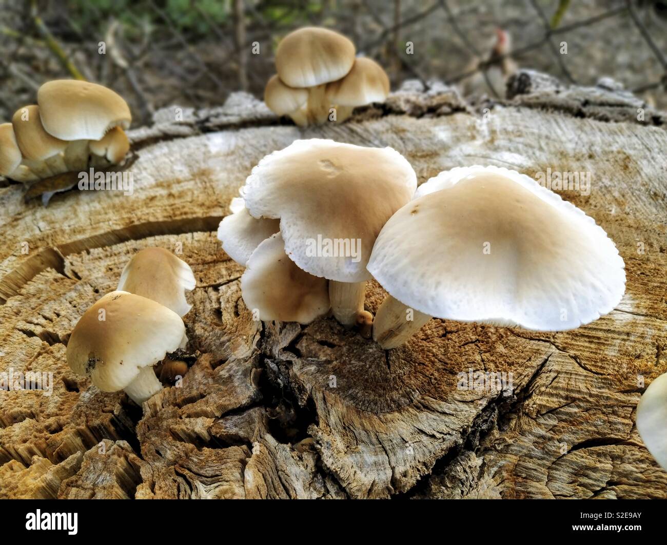 Poplar mushroom. Agrocybe aegerita. Stock Photo