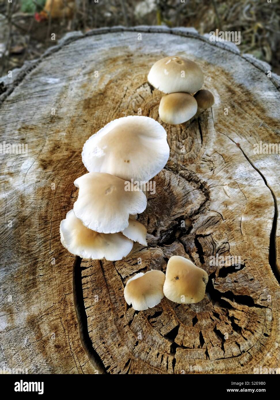 Poplar mushroom. Agrocybe aegerita Stock Photo Alamy