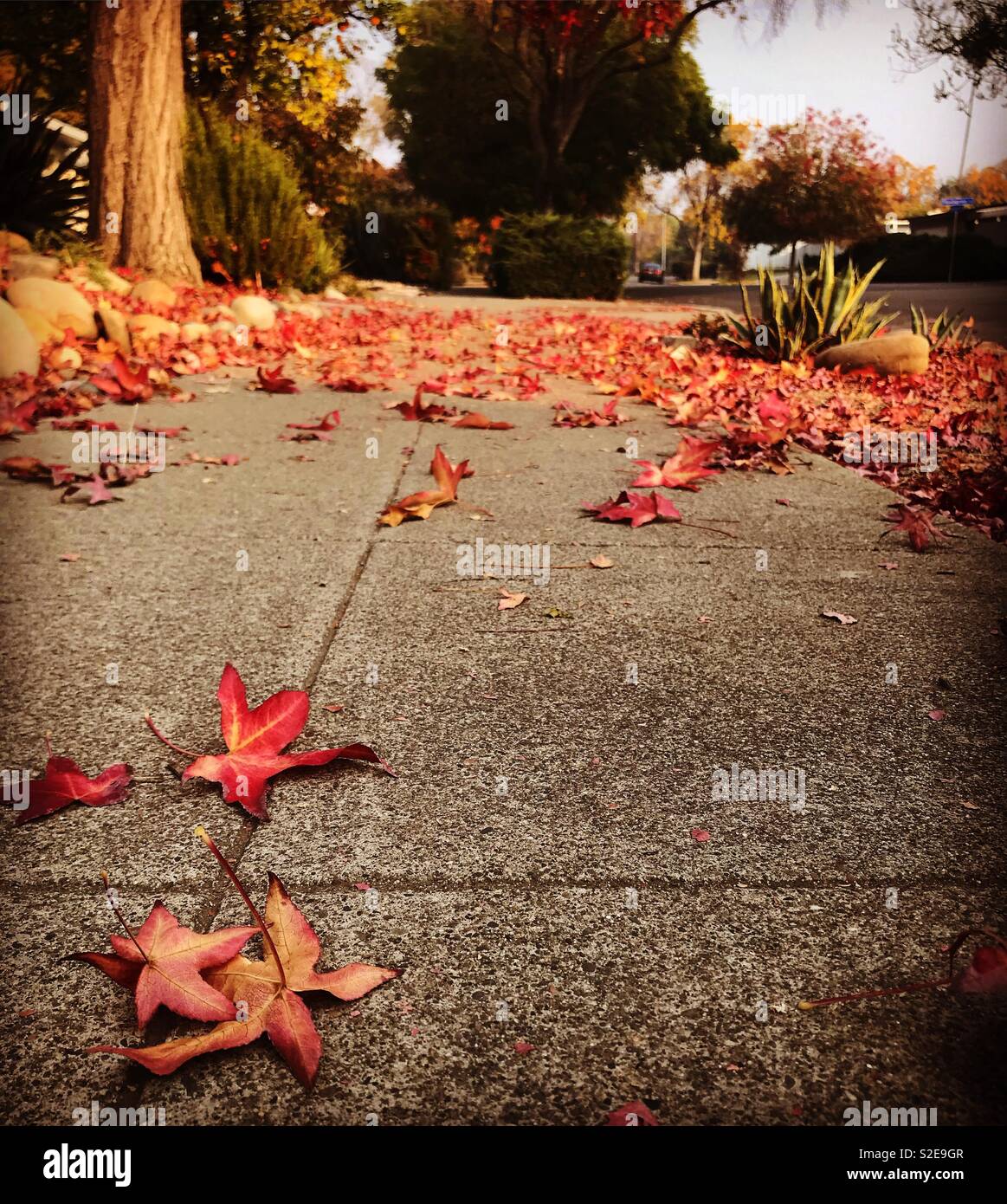 Fall. - Smartphone Captured Stock Image