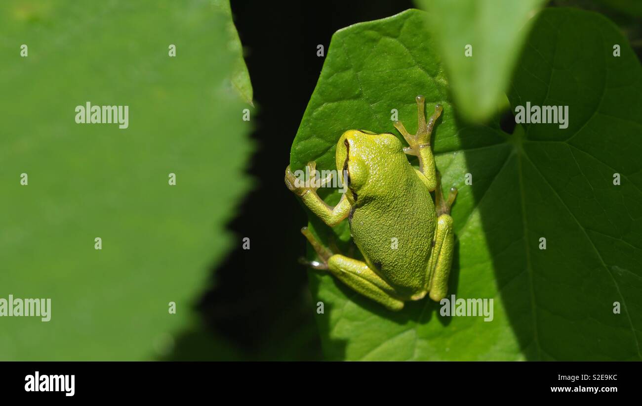 Small tree frog in camouflage on a green leaf - Smartphone Captured Stock Image