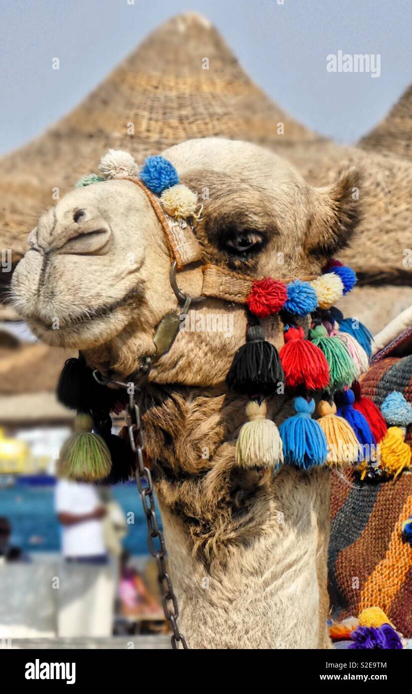 Camel like animal hires stock photography and images Alamy