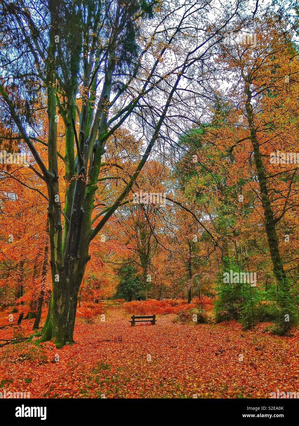 Autumn in the New Forest National Park - Smartphone Captured Stock Image