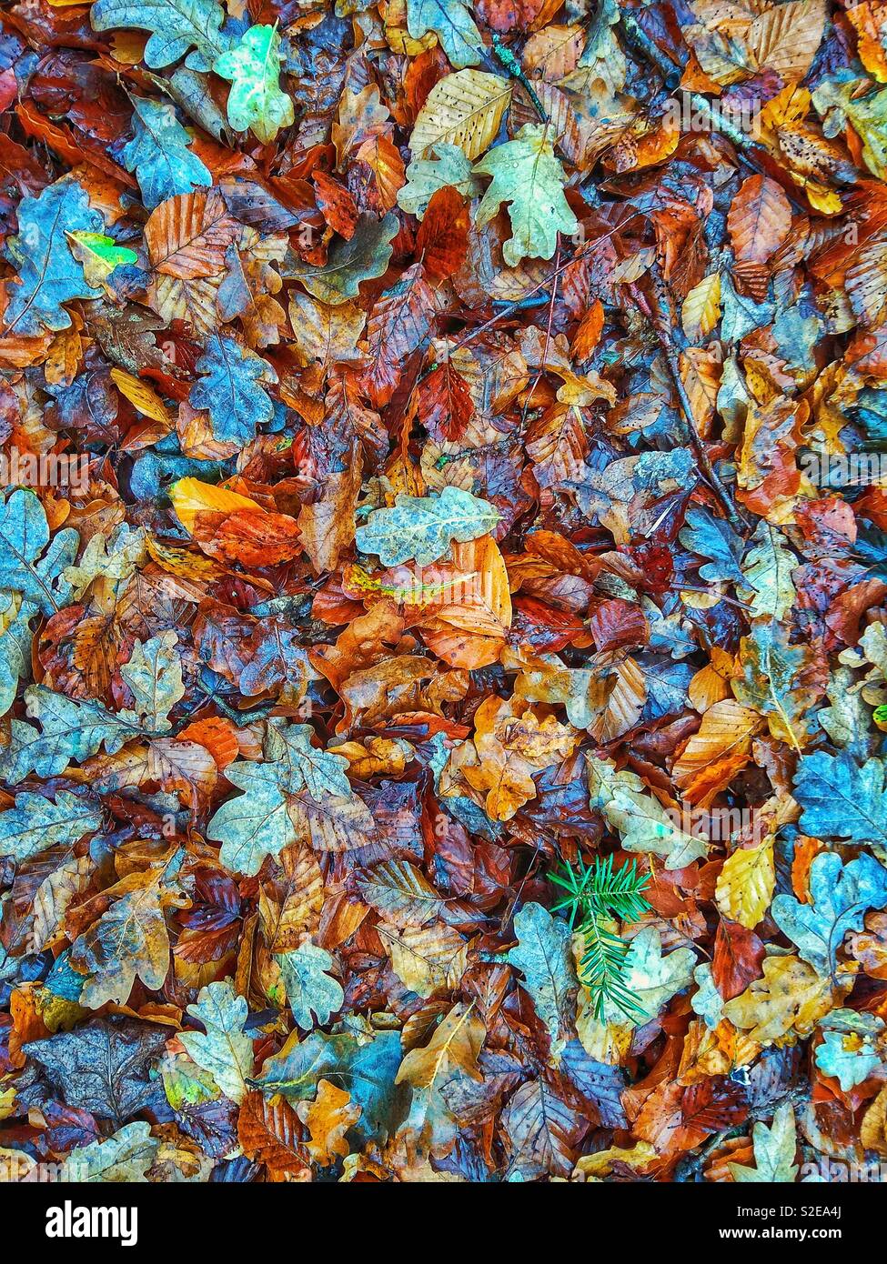 Wet Fallen Autumn Leaves in the New Forest National park Stock Photo
