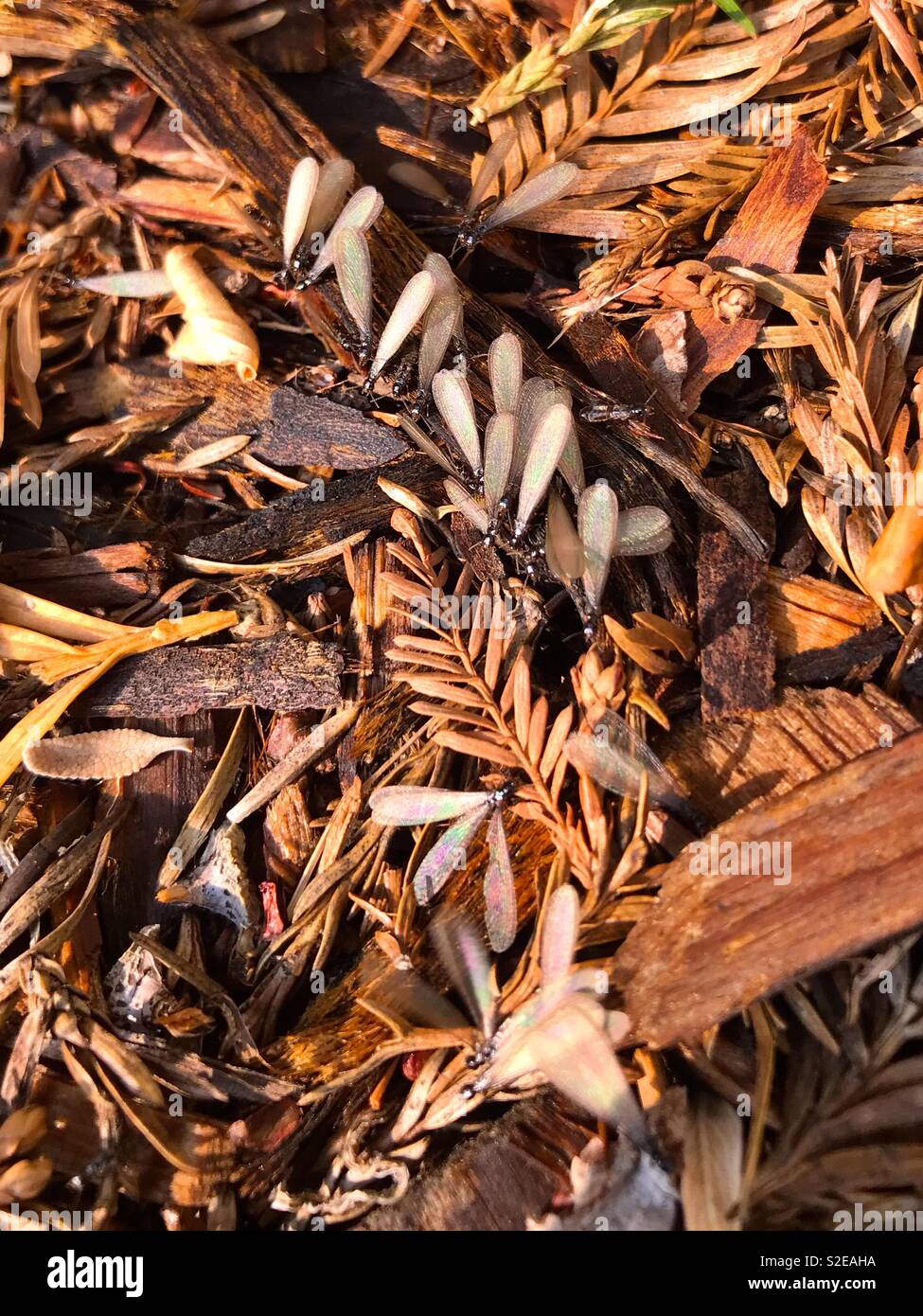 Termites getting ready to take flight. - Smartphone Captured Stock Image