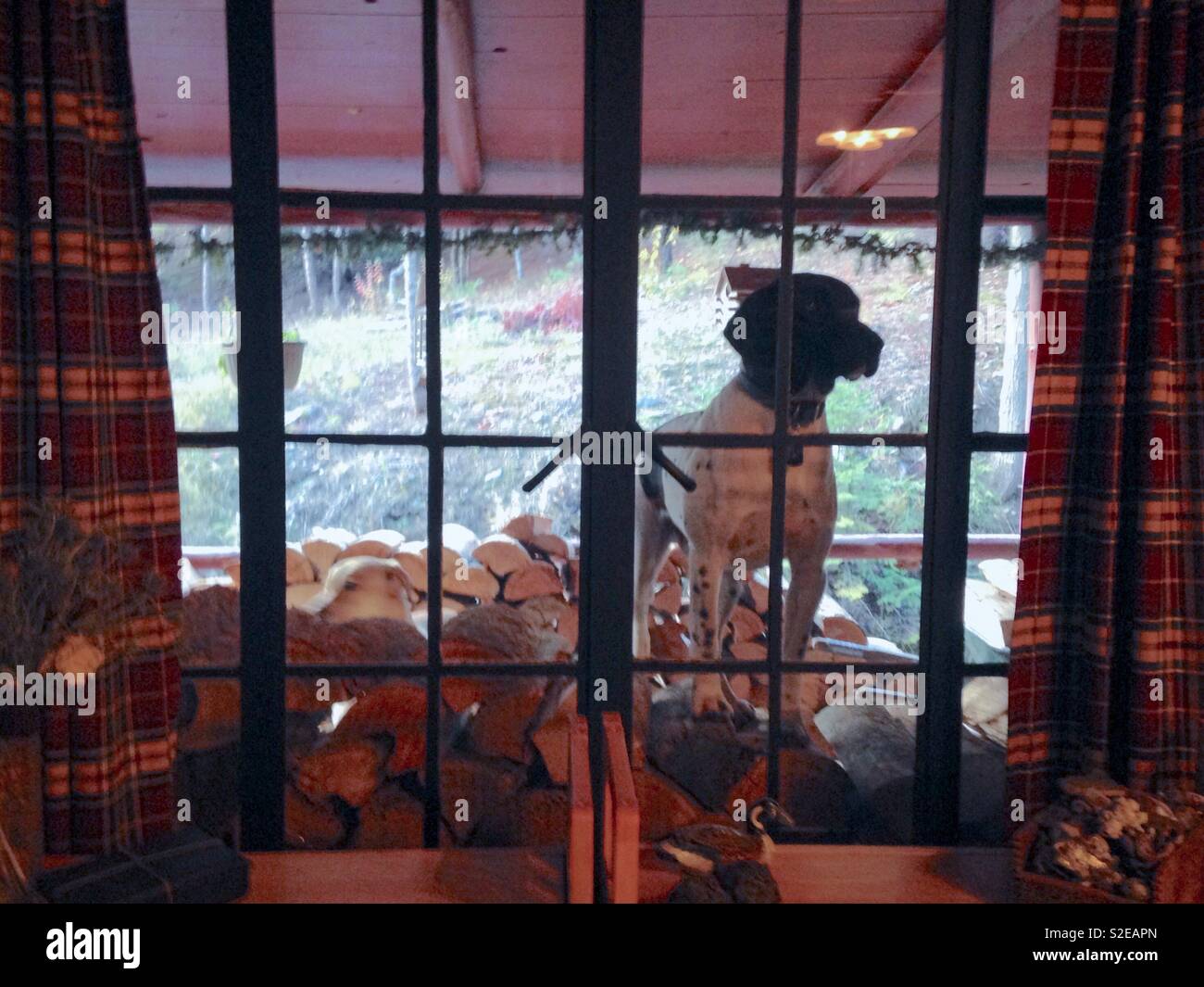 Dog stands on woodpile outside window of cabin - Smartphone Captured Stock Image