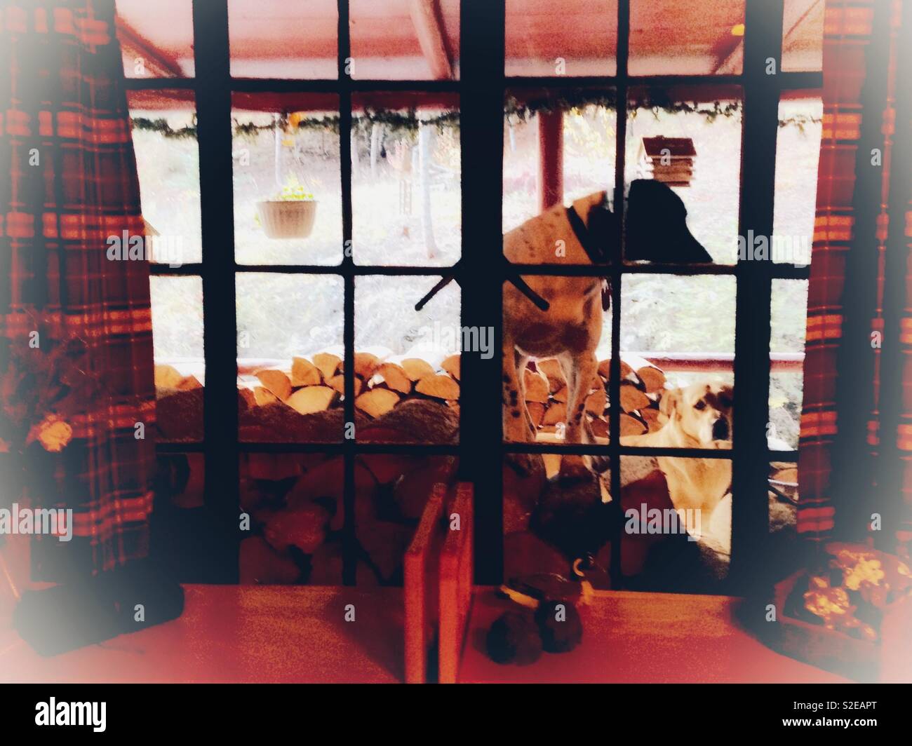 Dog perches atop the woodpile, peering inside window of cabin - Smartphone Captured Stock Image
