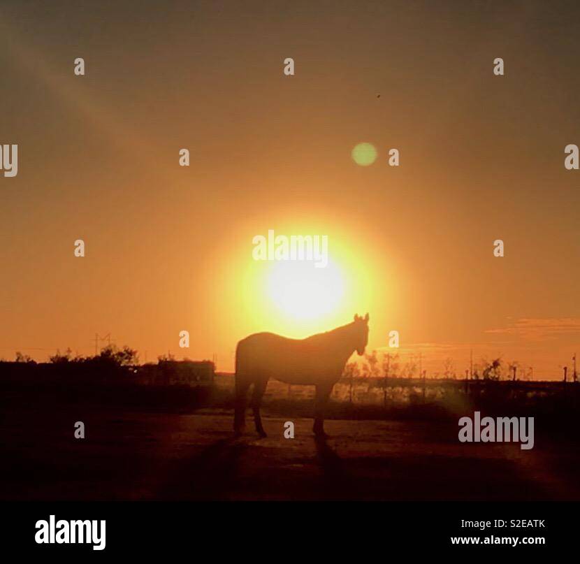 Lonely horse at sunrise on Oklahoma prairie. Silhouette against bright sun. Horse at attention. Stock Photo