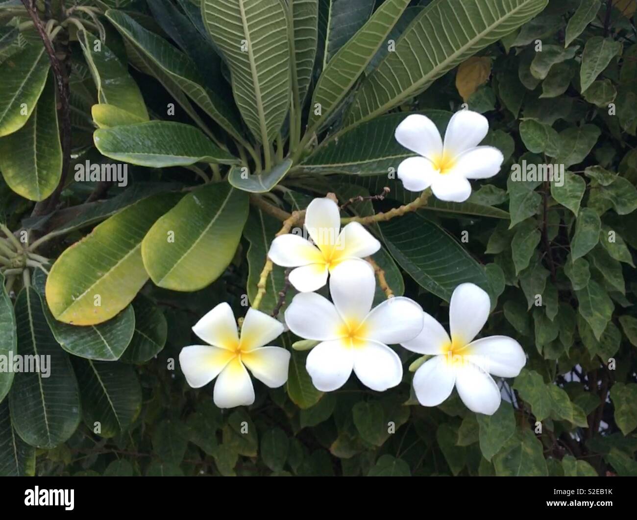 White flowers with yellow center hi-res stock photography and images ...