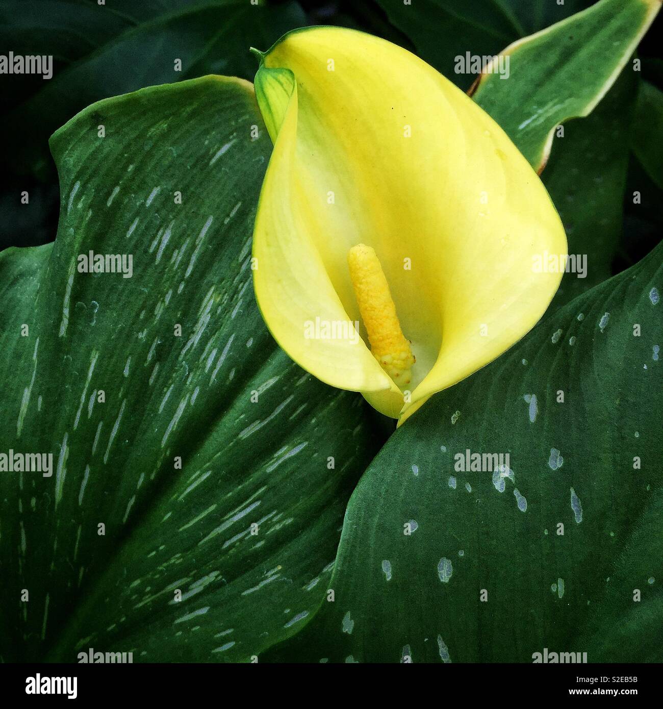 Yellow calla lily Stock Photo