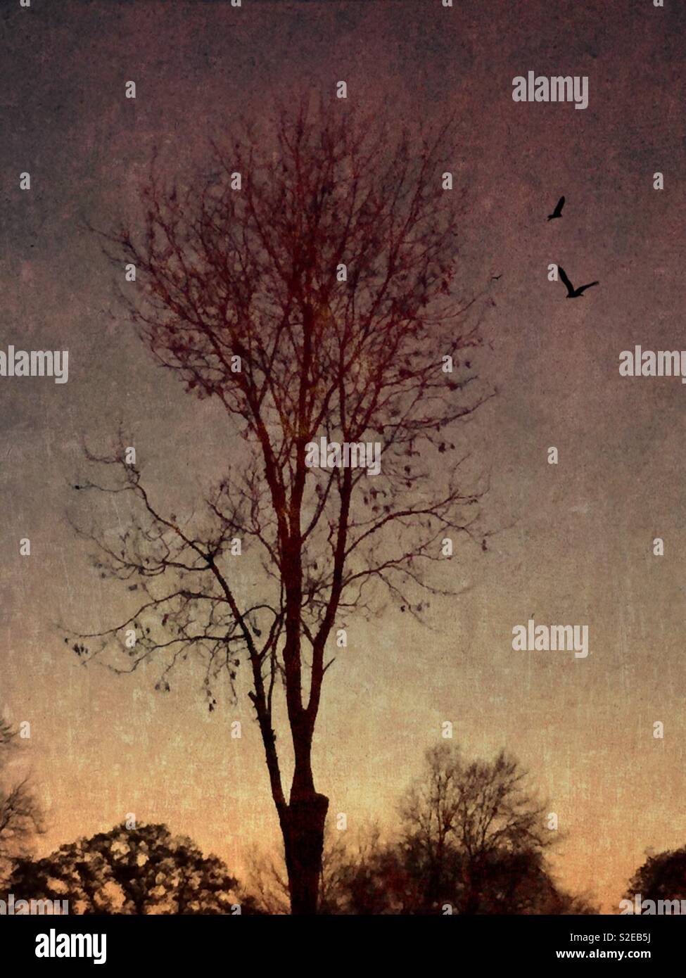 Lone tree at sunset - Smartphone Captured Stock Image